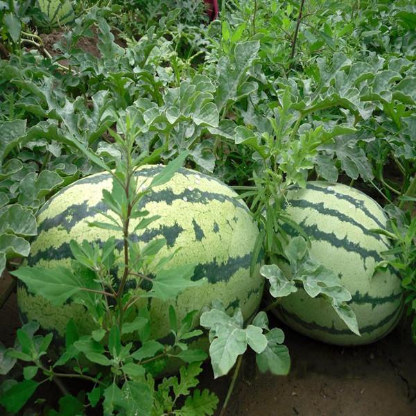 大棚西瓜（甜瓜、香瓜）优质高产营养管理方案