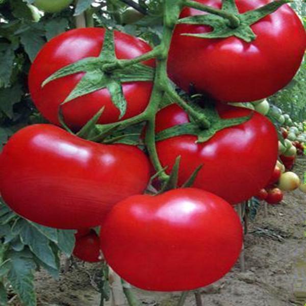 番茄（茄果类蔬菜）优质高产营养管理方案